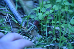 Marasmius plicatulus
