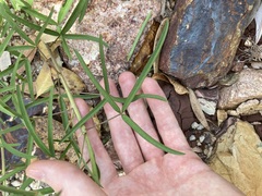 Crotalaria lanceolata