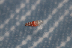 Gulella bicolor