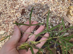 Crotalaria lanceolata