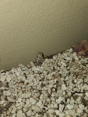 Pleurodema brachyops