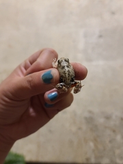 Pleurodema brachyops