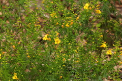 Aureolaria pedicularia