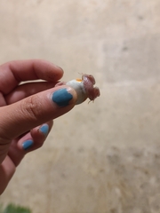 Pleurodema brachyops