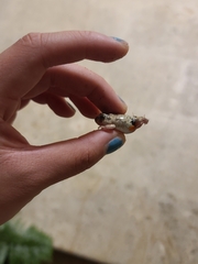 Pleurodema brachyops