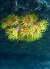 Tubastraea coccinea
