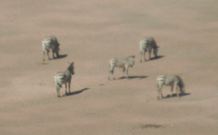 Equus zebra hartmannae