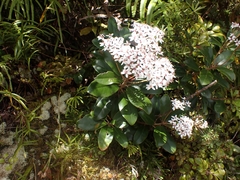 Olearia townsonii