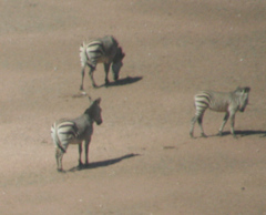 Equus zebra hartmannae