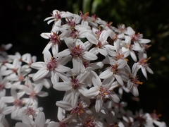 Olearia townsonii