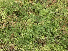 Podranea ricasoliana