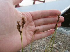 Carex foenea