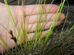 Carex foenea