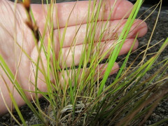 Carex foenea
