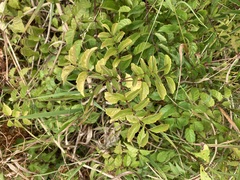 Podranea ricasoliana