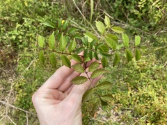 Podranea ricasoliana