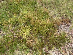 Podranea ricasoliana