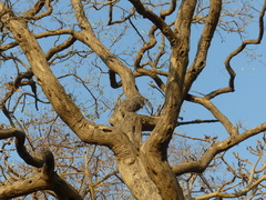 Dalbergia latifolia