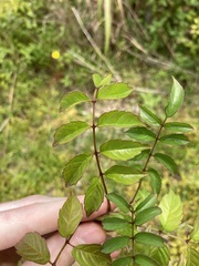 Podranea ricasoliana