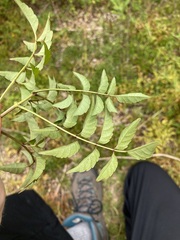 Podranea ricasoliana