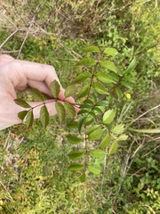 Podranea ricasoliana