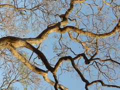 Dalbergia latifolia