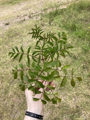 Podranea ricasoliana