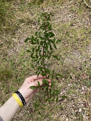 Podranea ricasoliana