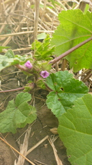 Malva verticillata