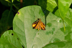 Choranthus vitellius