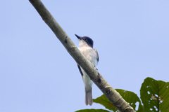 Tyrannus caudifasciatus