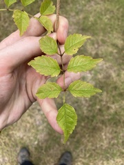 Podranea ricasoliana