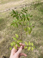 Podranea ricasoliana