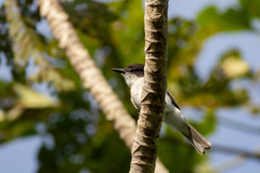 Tyrannus caudifasciatus