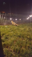 Vulpes vulpes