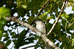 Tyrannus caudifasciatus