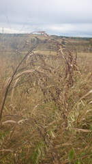 Panicum miliaceum ruderale