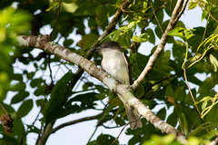 Tyrannus caudifasciatus