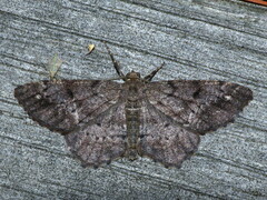 Hypagyrtis piniata
