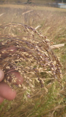 Panicum miliaceum ruderale