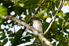 Tyrannus caudifasciatus