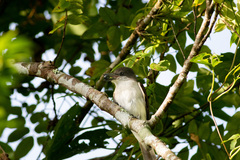 Tyrannus caudifasciatus