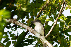 Tyrannus caudifasciatus