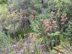 Anigozanthos flavidus