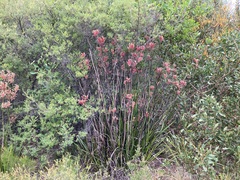 Anigozanthos flavidus