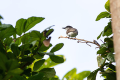 Tyrannus caudifasciatus