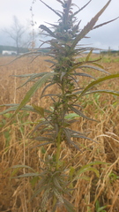 Cannabis sativa spontanea