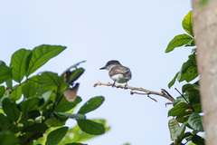 Tyrannus caudifasciatus