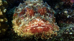Scorpaena mystes