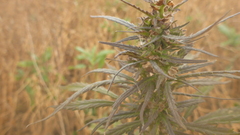 Cannabis sativa spontanea